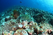Chelonia-mydas Tortue verte ambiance Maldives Dhidhoo beyru-13m-20240425-da-DSC_6857_tn